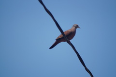 Columbina talpacoti
