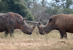 Ceratotherium simum