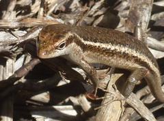 Trachylepis sechellensis