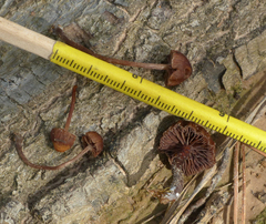 Deconica rhomboidospora