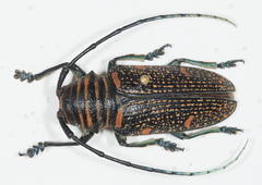 Zographus regalis