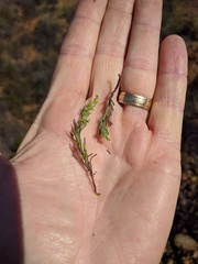 Harpagonella palmeri