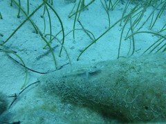 Coryphopterus venezuelae