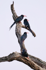 Phoeniculus purpureus marwitzi