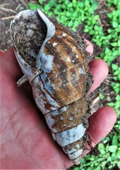 Cochlitoma semigranosa