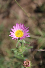 Xanthisma gymnocephalum