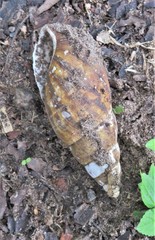 Cochlitoma semigranosa