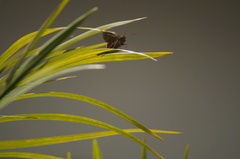 Spicauda teleus