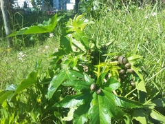 Ricinus communis