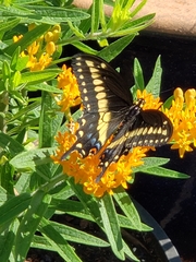 Papilio polyxenes