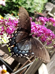 Papilio glaucus
