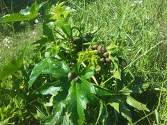 Ricinus communis