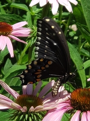 Papilio polyxenes