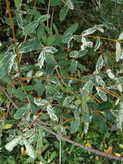 Salix integra
