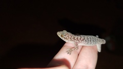 Phyllopezus przewalskii