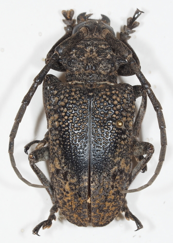 Figtree Longhorn