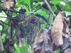 Myiornis auricularis