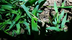 Pseudopaludicola mystacalis