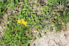 Hypoxis decumbens