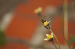 Apis mellifera