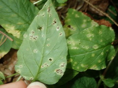 Puccinia arenariae