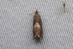 Dichrorampha simulana