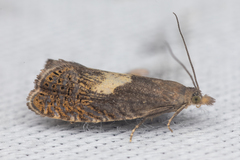 Dichrorampha simulana