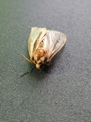 Ochropleura implecta