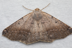 Prochoerodes forficaria