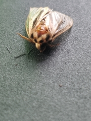 Ochropleura implecta