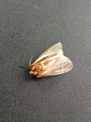 Ochropleura implecta