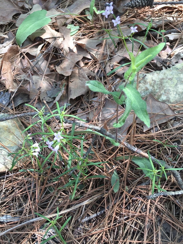 Ouachita bluet