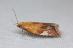 Clepsis persicana