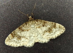 Hydrelia lucata