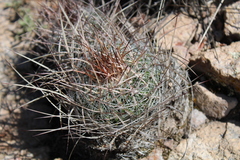 Echinofossulocactus ochoterenaus