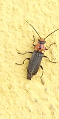 Silis robusticollis