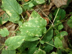 Puccinia arenariae