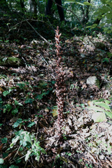 Orobanche hederae