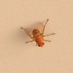Ormia ochracea