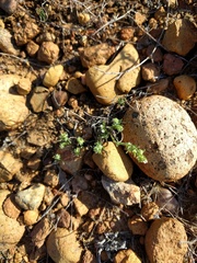 Harpagonella palmeri