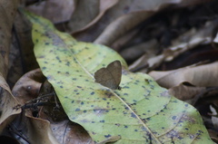 Cissia phronius