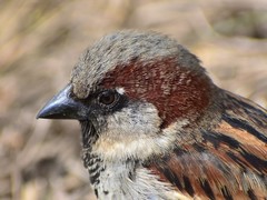 Passer domesticus