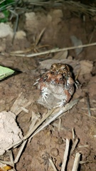 Physalaemus nattereri