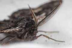 Phaeoura mexicanaria