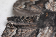 Phaeoura mexicanaria
