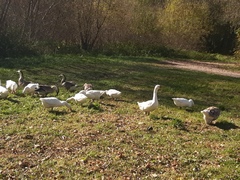 Anser anser domesticus