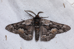 Phaeoura mexicanaria