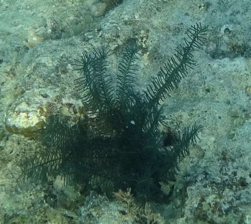 Comanthus parvicirrus observed 2021-10-12
