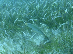 Malacanthus plumieri