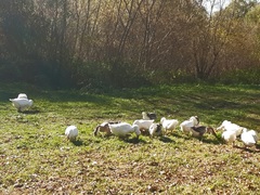 Anser anser domesticus